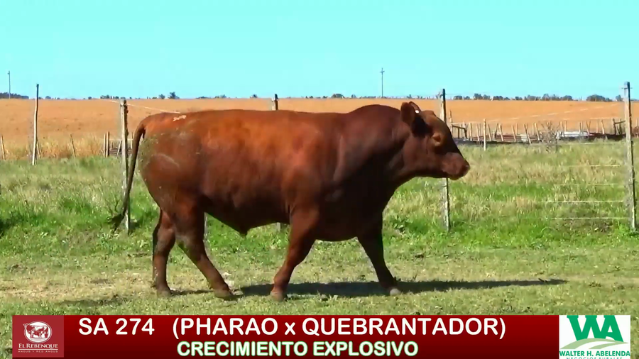 Lote Toros a remate en ANGUS EL REBENQUE, Florida
