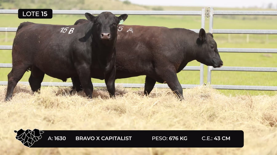 Lote Lote 15