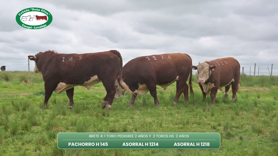 Lote TORO PEDIGREE 2 AÑOS Y  2 TOROS HS  2 AÑOS