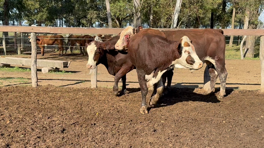 Lote 3 Toros en Corrientes, Paso de Los Libres