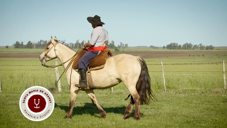 Lote DEL SILENCIO BATATA