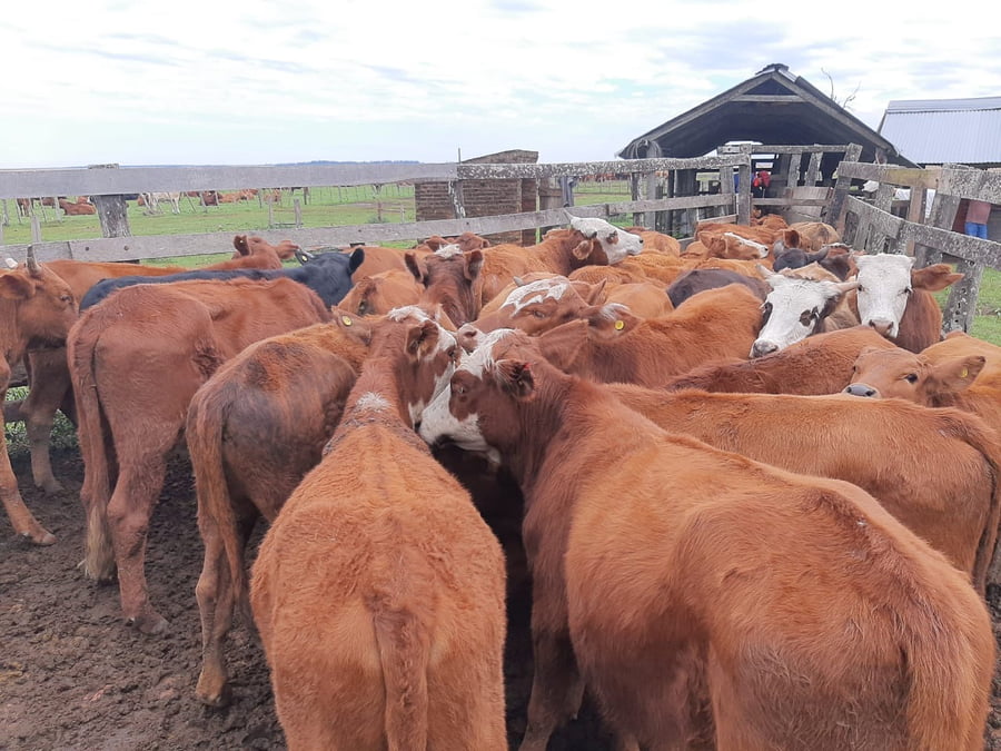 Lote 140 Terneros/as