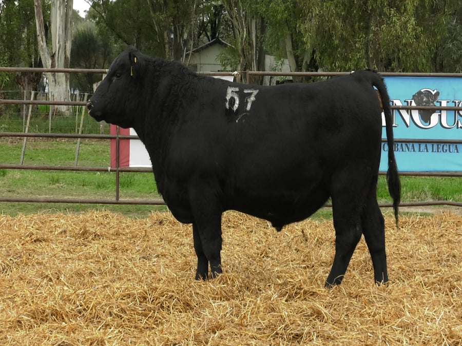 Lote TOROS ANGUS NEGROS PC