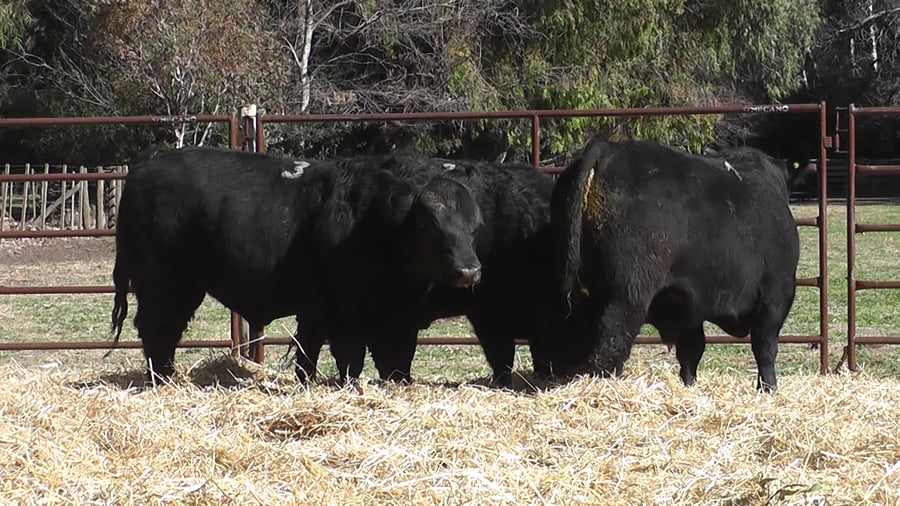 Lote TOROS PUROS DE PEDIGREE