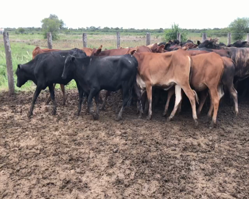 Lote 95 Terneras en Palo Santo, Formosa