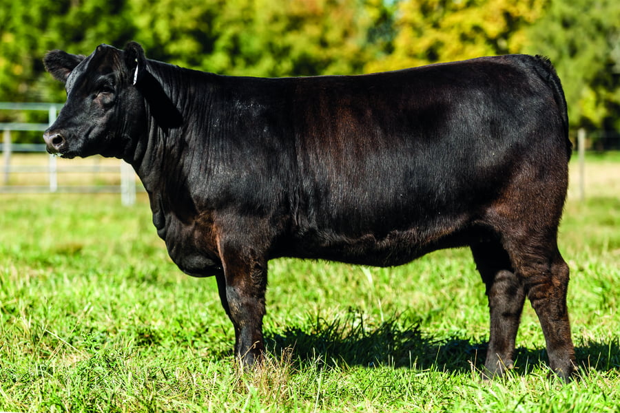 Lote TERNERAS PURAS DE PEDIGREE