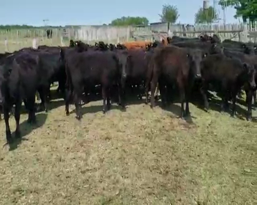 Lote 50 Terneros/as en Villaguay, Entre Ríos