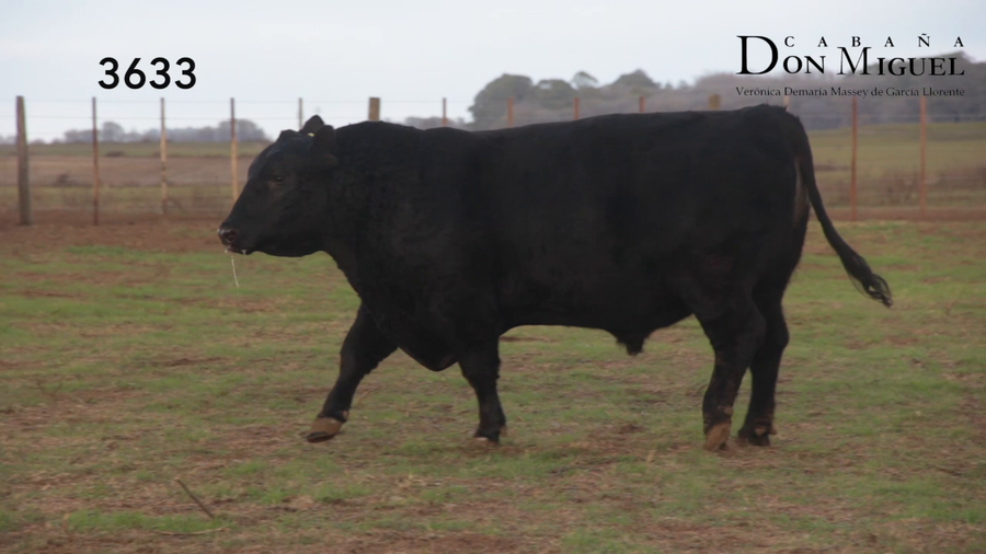 Lote TOROS PUROS DE PEDIGREE