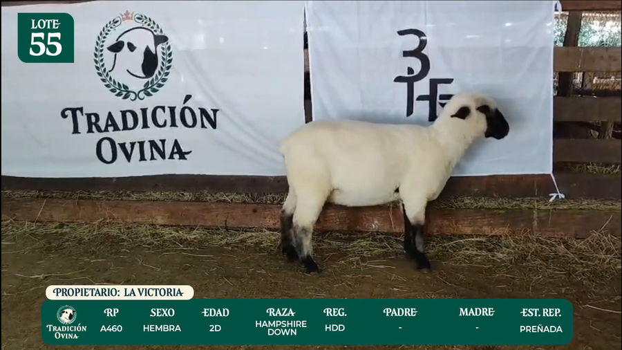 Lote LOTE 55