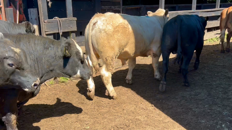 Lote 20 Torete en Futrono, XIV Región Los Ríos