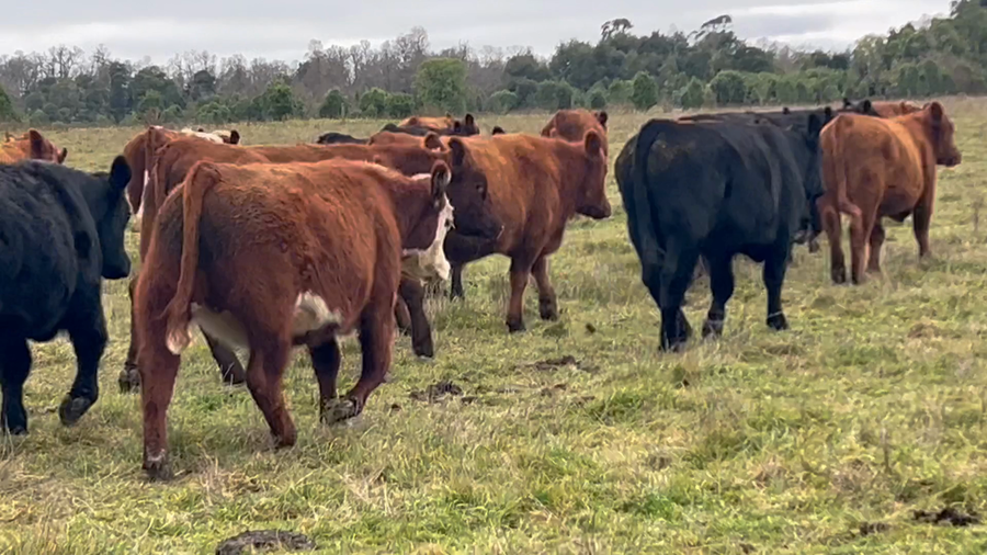 Lote 56 Novillo Engorda en Frutillar, X Región Los Lagos