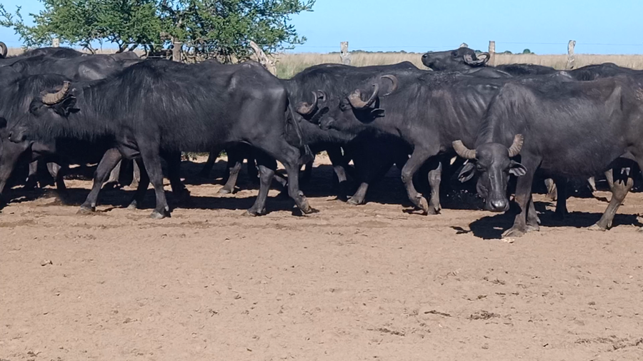 Lote 30 Búfalas