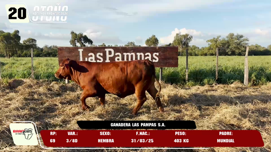 Lote LOTE 20 -DE JUNIOR