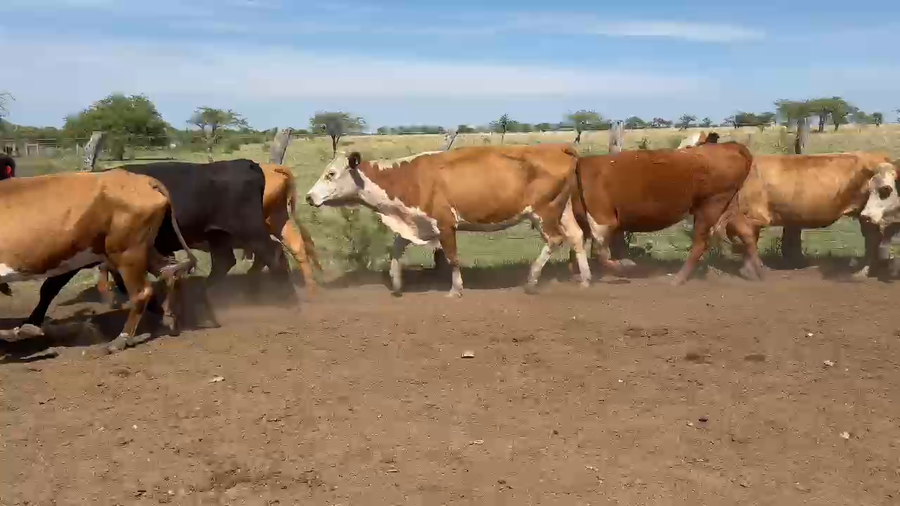 Lote 52 Vacas CUT con cría