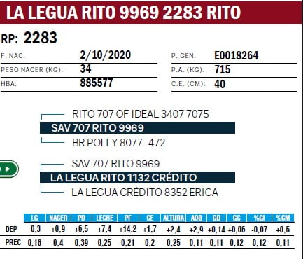 Lote TOROS ANGUS PURO DE PEDIGREE