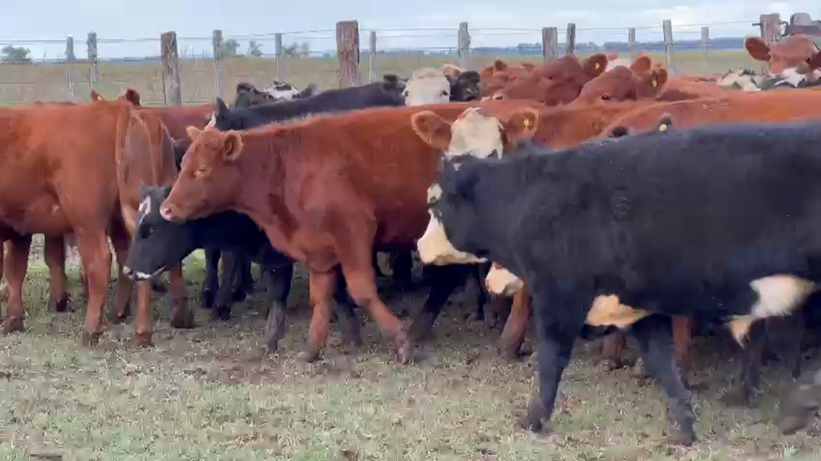 Lote 60 Novillitos en Dolores, Buenos Aires