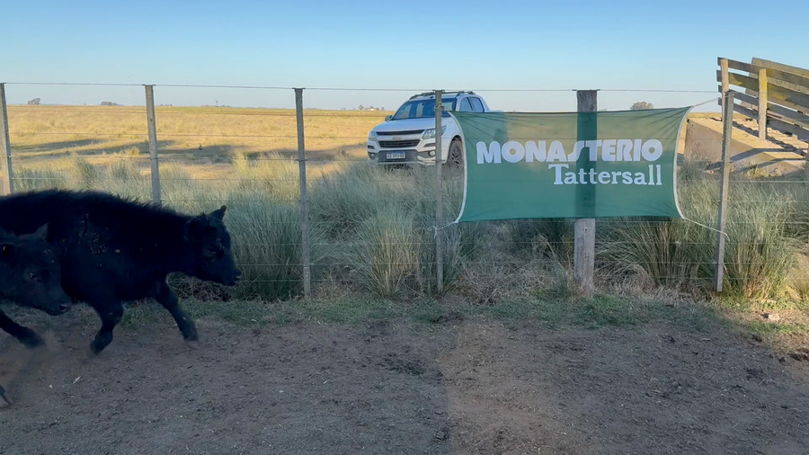 Lote 25 Terneros/as en Buenos Aires, Tres Arroyos