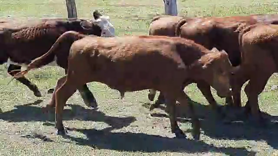 Lote 65 Novillitos en Esquina, Corrientes