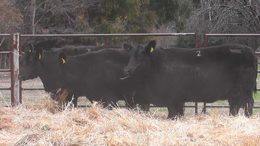 Lote VAQUILLONAS PURAS DE PEDIGREE (c/garantía de preñez o parida)