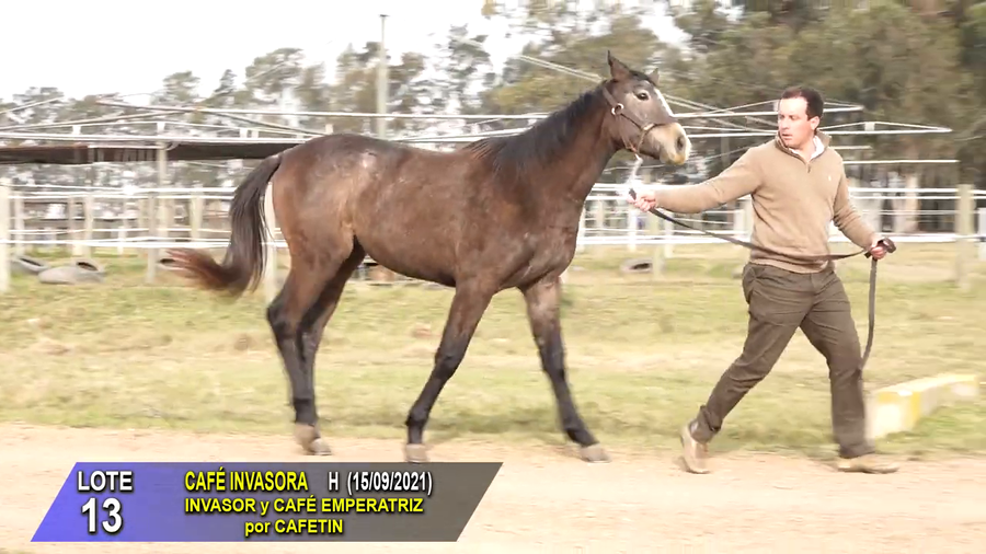 Lote CAFE INVASORA