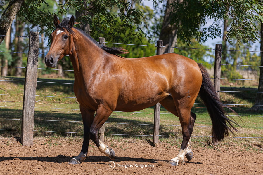 Lote LEONORA DE LA COLINA