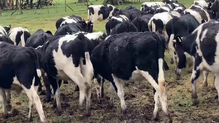 Lote 60 Novillo Engorda en Osorno, X Región Los Lagos