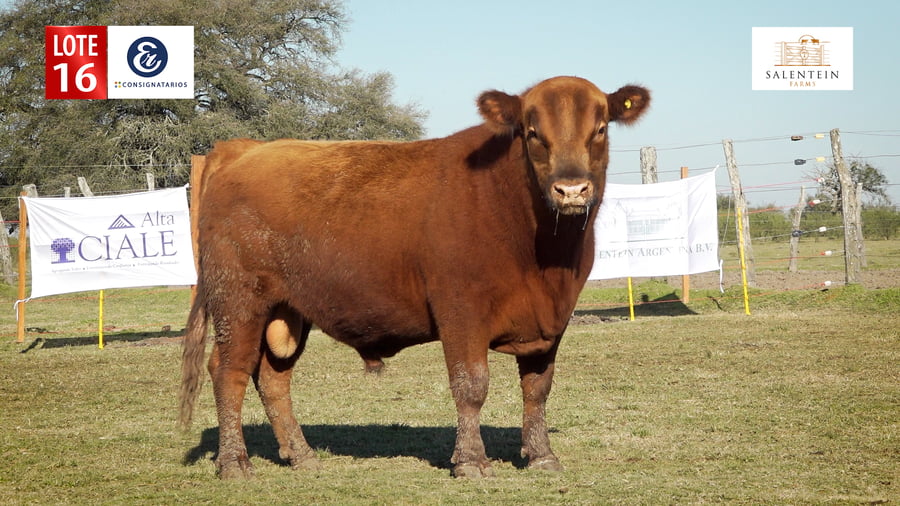 Lote LOTE 16 - TOROS ANGUS COLORADO PC NO. 5