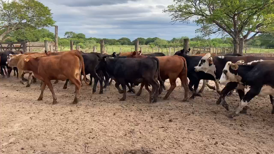 Lote 97 Vaquillonas en Gral. Vedia, Chaco