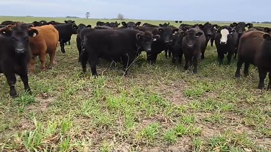 Lote 50 Novillitos