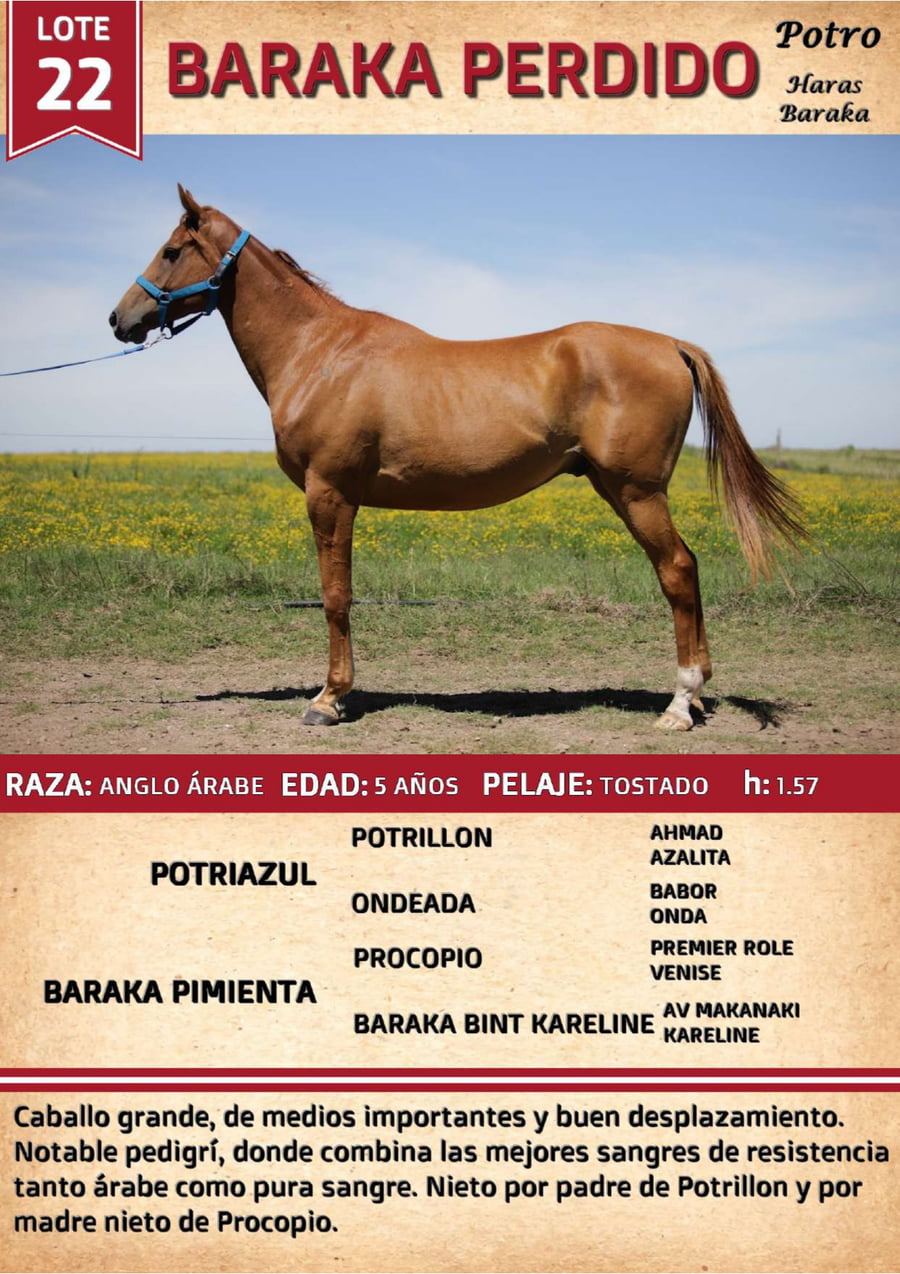Lote BARAKA PERDIDO