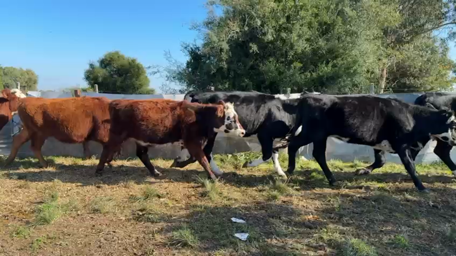 Lote VAQUILLONAS 1 a 2 AÑOS