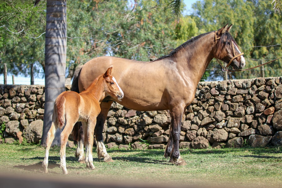 Lote Santa Ines Luma