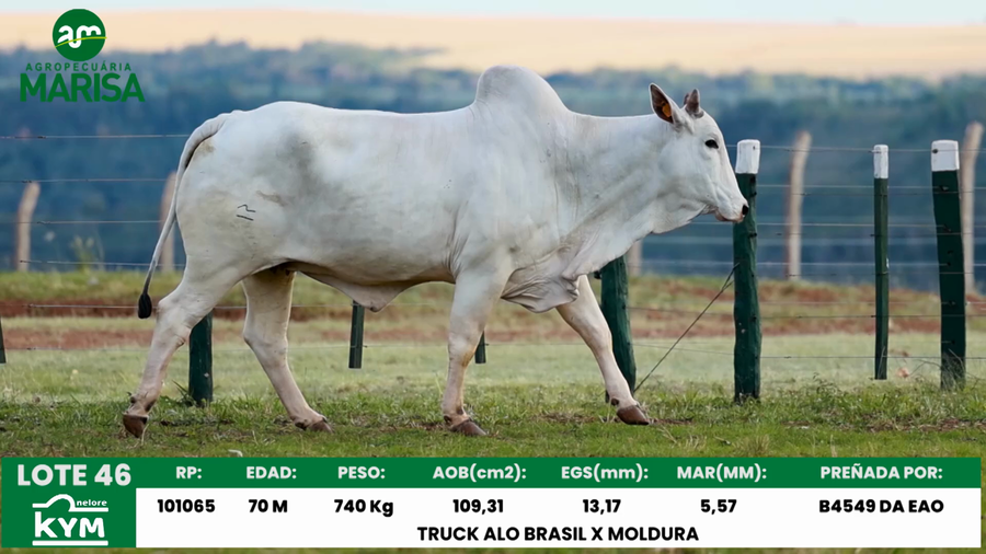 Lote Lote 46