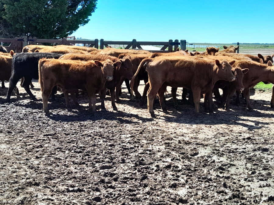 Lote 30 Terneras