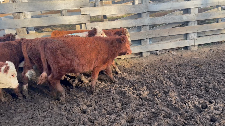 Lote 29 Ternero en Coyhaique, XI Región Aysén