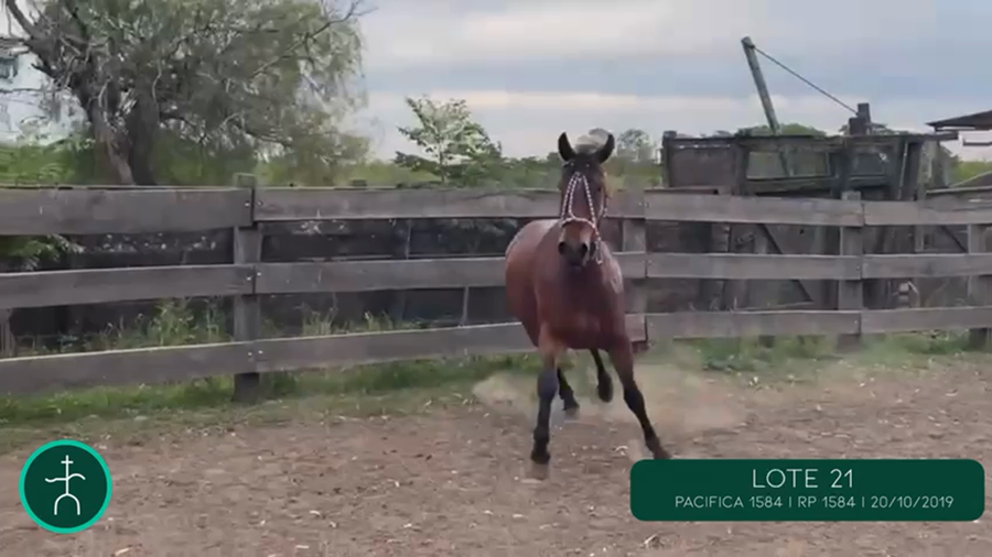 Lote PACIFICA 1584