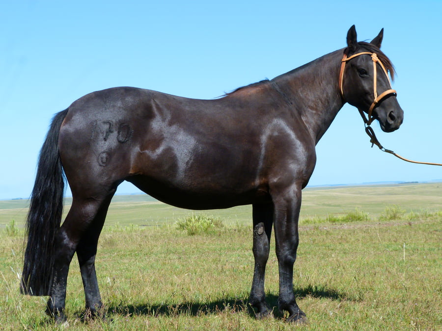 Lote Escaramuza del Cerro Grande