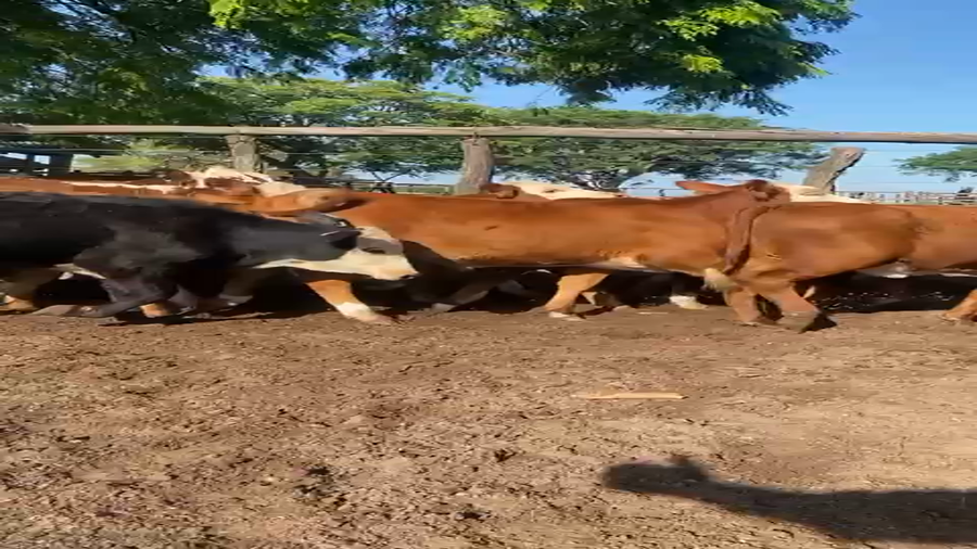 Lote 110 Terneros/as