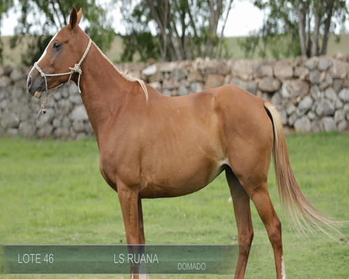 Lote LS RUANA