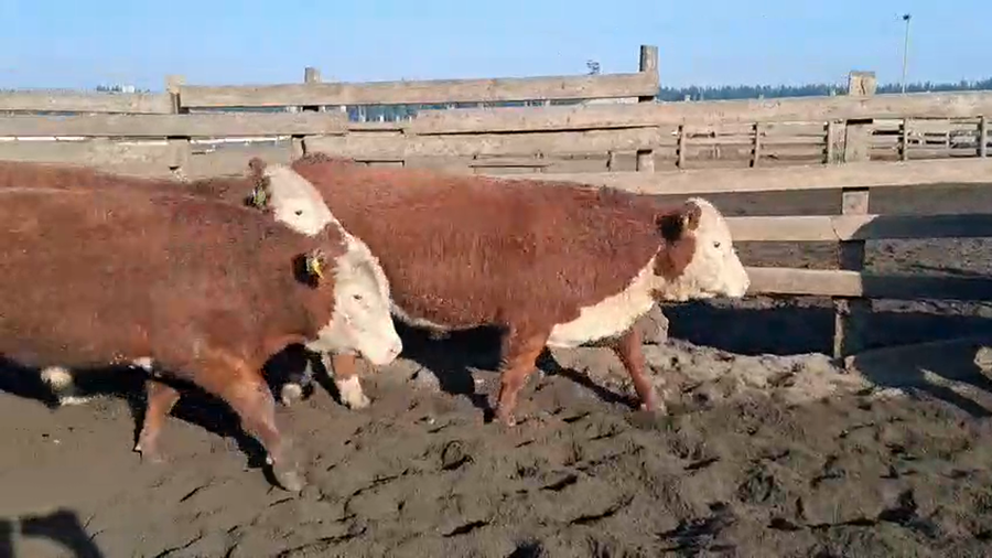 Lote 20 Novillo Gordo en Cabrero, VIII Región Biobío