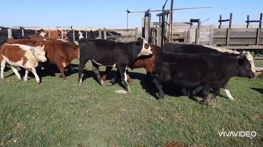 Lote 51 Terneros/as en Benito Juárez, Buenos Aires