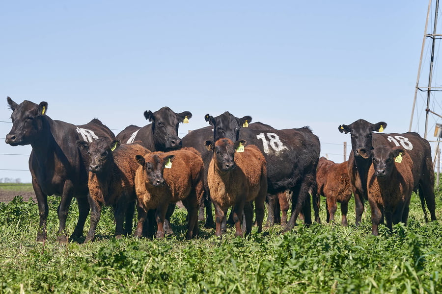 Lote "ME KEN" VAQUILLAS P.C CON CRIA