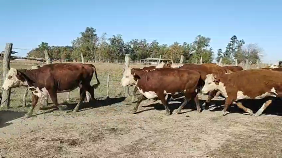 Lote 50 Vacas usadas preñadas