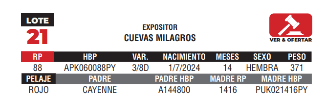 Lote LOTE 21 - JUNIOR