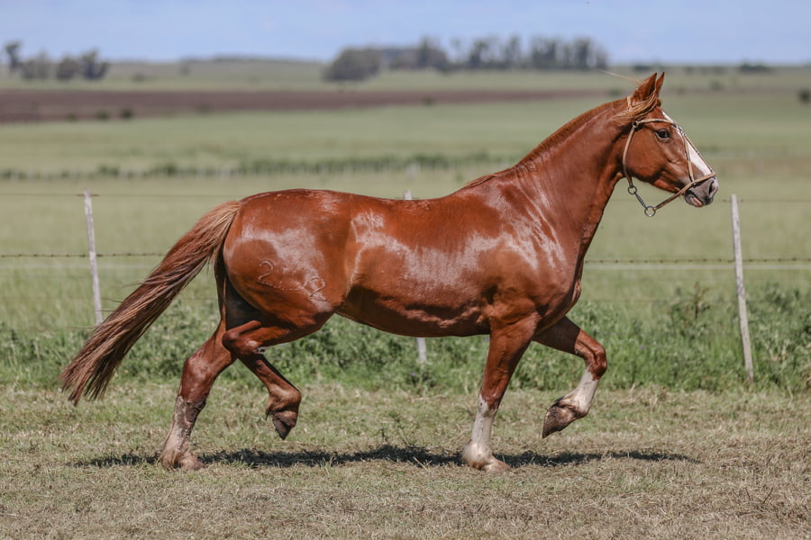Lote DEL SILENCIO GRAPA MIEL