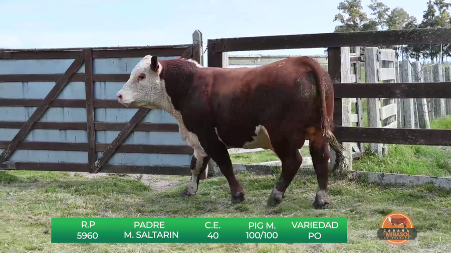 Lote TOROS P.O DE 2 AÑOS