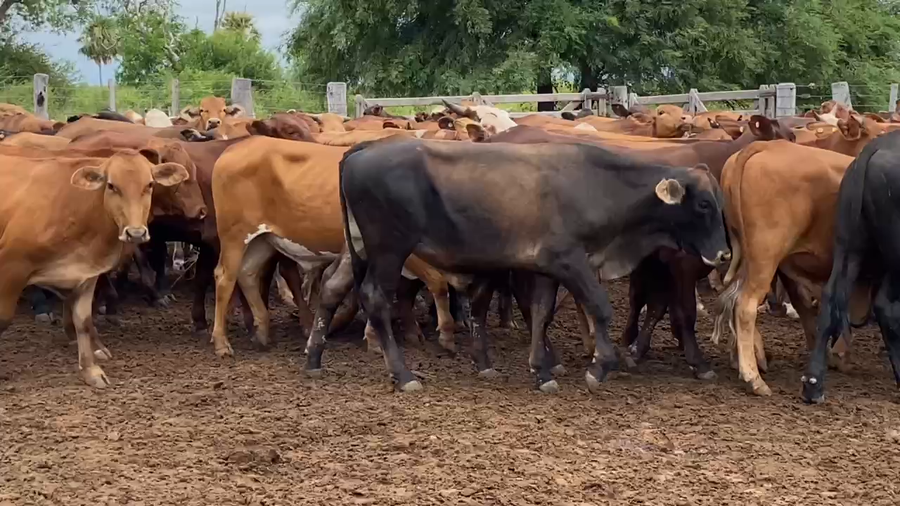 Lote 210 Novillitos en Estanislao Del Campo, Formosa