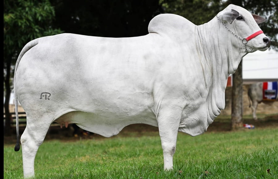 Lote LOTE 40