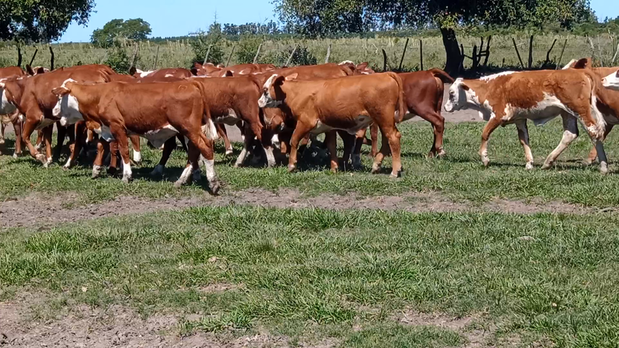 Lote 60 Terneras