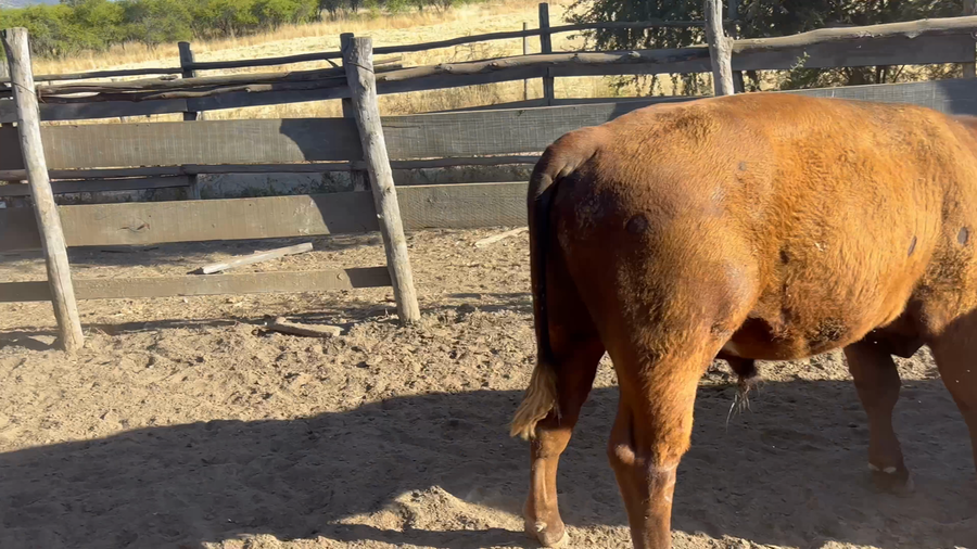 Lote 112 Novillo Engorda en San Javier, VII Región Maule